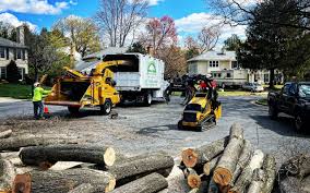 Best Palm Tree Trimming  in Kennett Square, PA