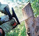  Kennett Square, PA Tree Care Pros
