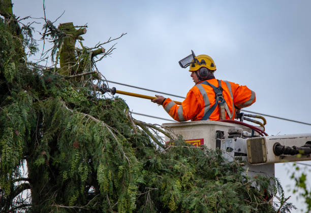 Best Arborist Consultation Services  in Kennett Square, PA