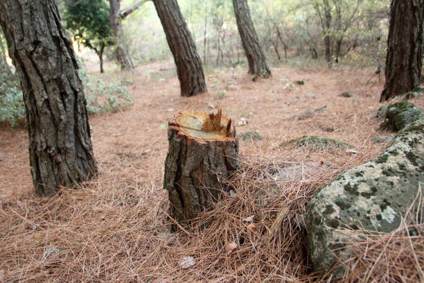 How Our Tree Care Process Works  in  Kennett Square, PA