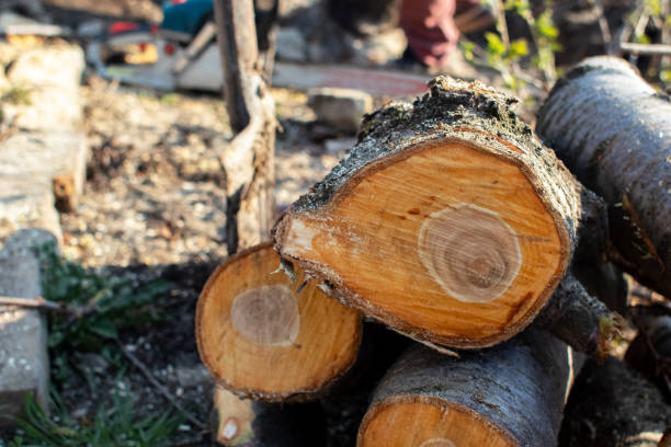 Best Emergency Tree Removal  in Kennett Square, PA