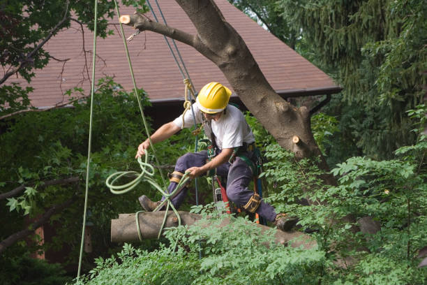 Best Commercial Tree Services  in Kennett Square, PA