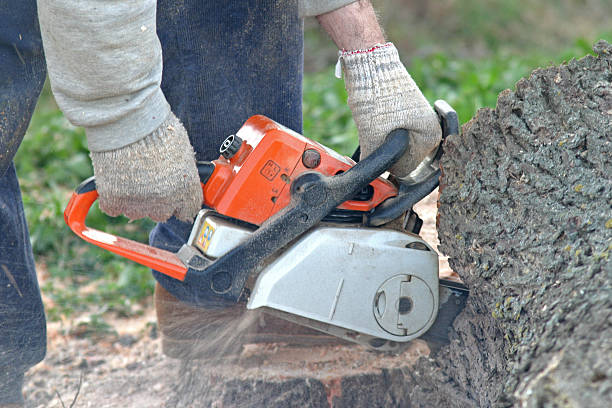 Best Tree Removal  in Kennett Square, PA