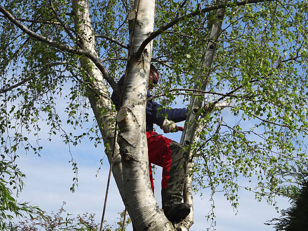 Best Firewood Processing and Delivery  in Kennett Square, PA