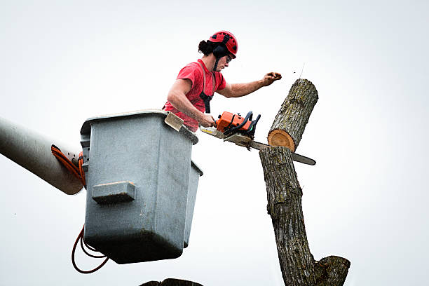Best Tree Mulching  in Kennett Square, PA