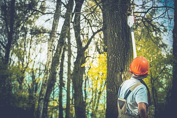 Best Root Management and Removal  in Kennett Square, PA