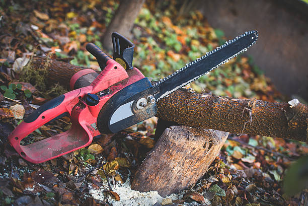 Best Tree Disease Treatment  in Kennett Square, PA